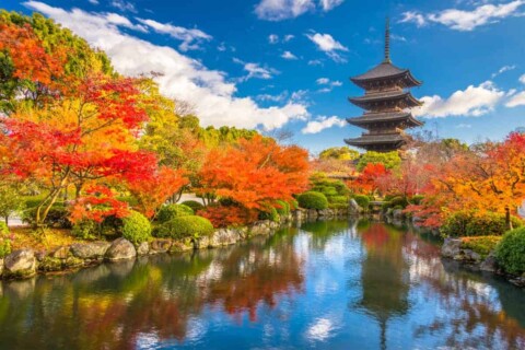 Toji Pagoda Kyoto in the fall