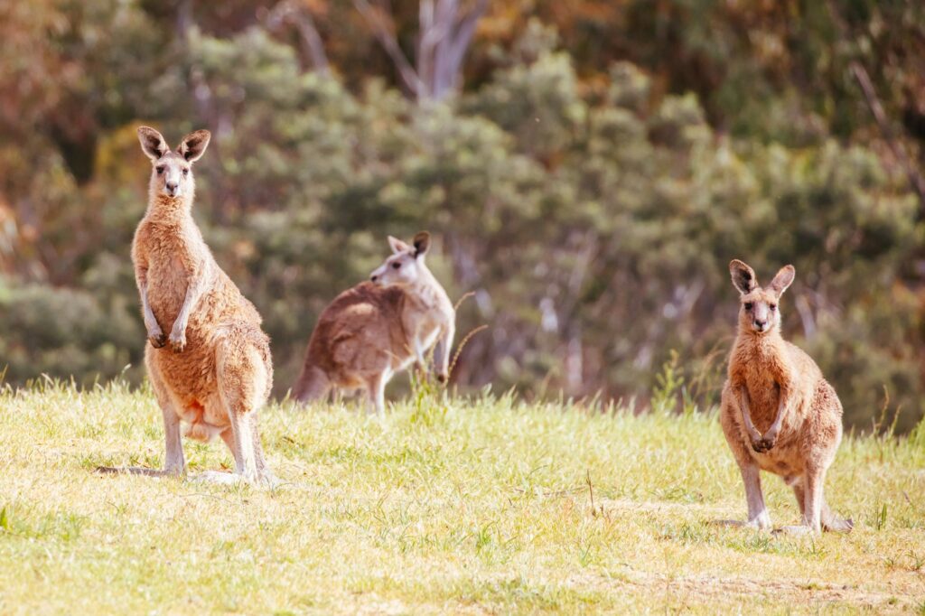 Wild Kangaroos in Australia