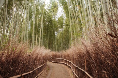 Arashiyama bamboo forest in Japan