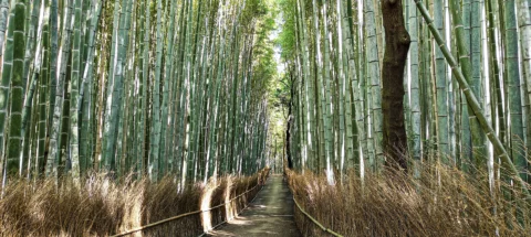 A narrow path winds through a dense bamboo forest in Kyoto, with tall, green bamboo stalks towering on both sides and sunlight filtering through the leaves above.